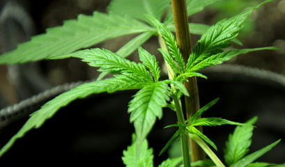 Marijuana bush on the growth stage, close up