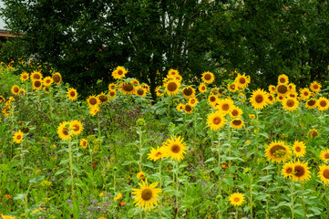 summer meadow with blooming sunflowers in a village