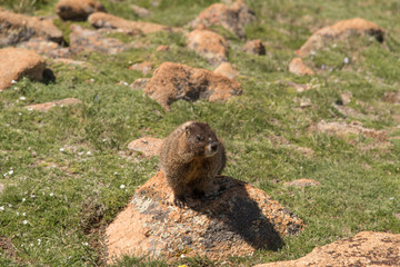 Marmot in Rocky Mountains