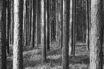 Landscape in the coniferous forest. Straight tree trunks. Pine trees grow straight and make a beautiful texture of thickets. Summer. day.
