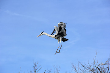 atterrissage du héron
