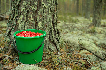 A plastic bucket of cranberries stands in a pine forest.