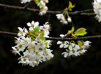 The fruit tree blossom in Ortenau, Baden-Württemberg, Germany.