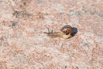 A snail creeps on a stone. Brown shell. Grape snail is a delicacy, it is eaten as a full, healthy product. It is also bred for use in cosmetology and the pharmaceutical industry.