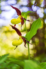 Lady's Slipper Orchid flower. Yellow with red petals blooming flower in natural environment. Lady Slipper blossom bloom. Cypripedium calceolus.