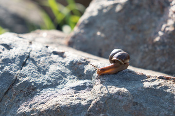 A snail creeps on a stone. Brown shell. Grape snail is a delicacy, it is eaten as a full, healthy product. It is also bred for use in cosmetology and the pharmaceutical industry.