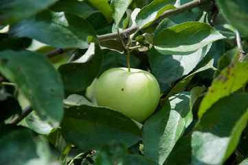 green apple on tree