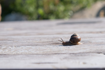 Snail on a wooden background. Brown shell. Grape snail is a delicacy, it is eaten as a full, healthy product. It is also bred for use in cosmetology and the pharmaceutical industry.
