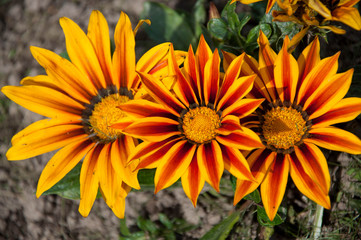 Flowers in the Park closeup
