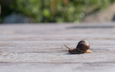 Snail on a wooden background. Brown shell. Grape snail is a delicacy, it is eaten as a full, healthy product. It is also bred for use in cosmetology and the pharmaceutical industry.