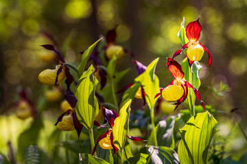 Obraz premium Lady's Slipper Orchid flower. Yellow with red petals blooming flower in natural environment. Lady Slipper blossom bloom. Cypripedium calceolus.