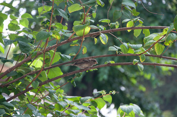 Sparrow among the branches in the Park