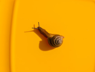 Snail on a colored background. Brown shell. Grape snail is a delicacy, it is eaten as a full, healthy product. It is also bred for use in cosmetology and the pharmaceutical industry.