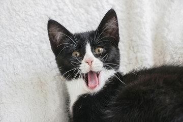 white faced black tuxedo kitten cat yawning