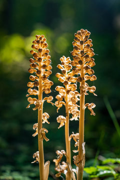 Monotropa hypopitys - called Dutchman's pipe, false beech-drops, pinesap, or yellow bird's-nest. Orchid plant brown blossom. Beautiful flower blooms in a natural environment.