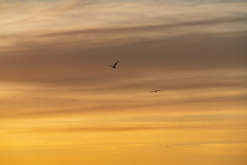 Naklejka premium Blue sky and golden clouds. Cloudy sky natural background. Evening sunlight