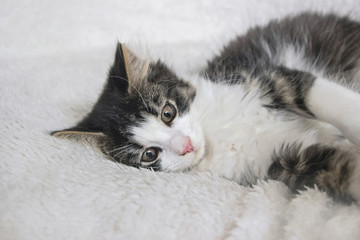 close up of norwegian forest kitten 