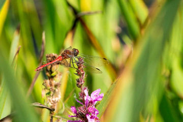 Common Darter dragonfly perched ready for flight