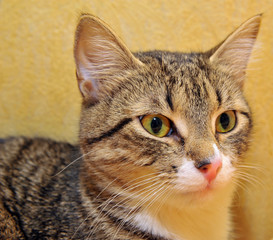 striped with white cat portrait head