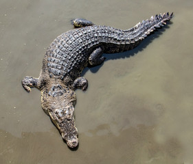 Crocodile on water surface, view from above. Top view of crocodile in mud water.