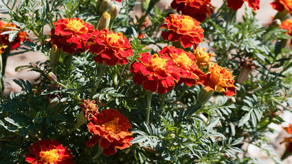 (tagetes patula) Bench of french marigold flower velvet-textured with brilliant shades of brown, yellow and orange in summer