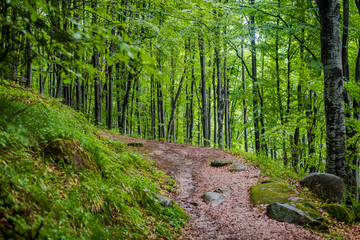 Beautiful green forest background photo