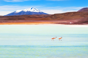 Two pink flamingos in the high-altitude lagoon on plateau Altiplano, Bolivia.