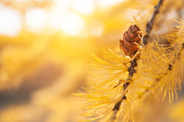 Yellow larch tree with small cone in autumn. Macro image, shallow depth of field. Nature background