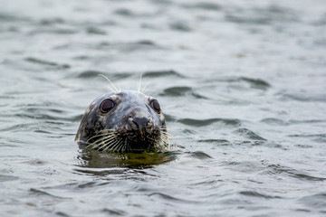 Grey Seal - (Halichoerus grypus) 