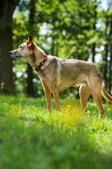 Old mixed breed dog standing in a summer meadow