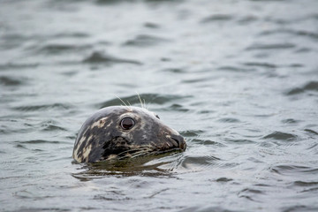 Fototapeta premium Grey Seal - (Halichoerus grypus) 