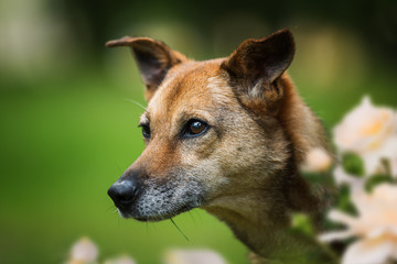 Portrait of a old cross breed dog 