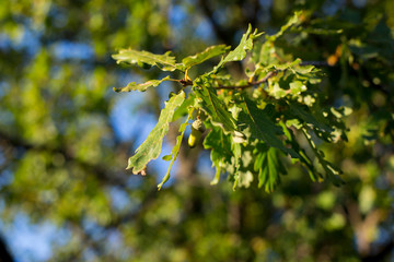 Nature and culture of Georgia