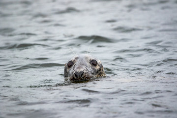 Grey Seal - (Halichoerus grypus) 