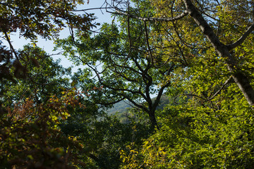 Nature and culture of Georgia