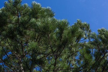 Nature and culture of Georgia