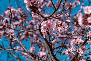 A walk in bloom (Montjuïc Barcelona)