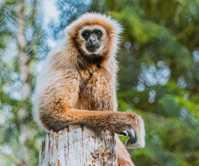 Gibon białoręki, małpa, Hylobates lar © Dreamnordno