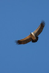 Cape Vulture - Botswana