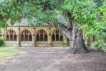 Ancient cloister in Oxford, UK with two hundred year old tree in summer.