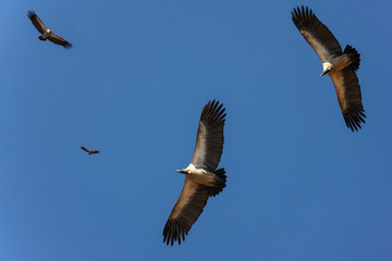 Cape Vultures circle over a kill - Botswana