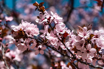 A walk in bloom (Montjuïc Barcelona)