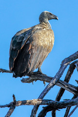 Hooded Vulture - Botswana - Africa