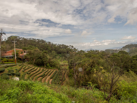 View for the tea plantation