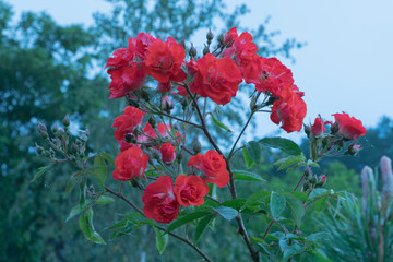 Red small blossoms and buds of the rose