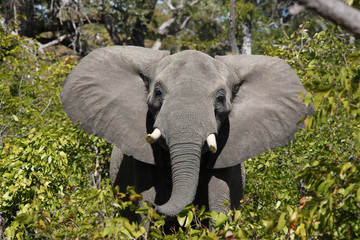 African Elephant - Zimbabwe - Africa