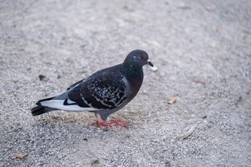 Pigeon