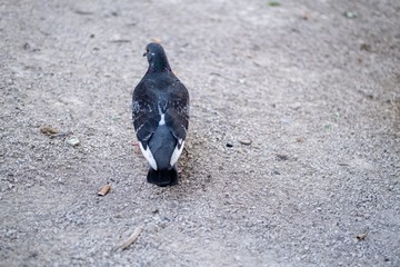 Pigeon