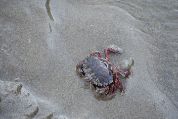 Crab on the Sand