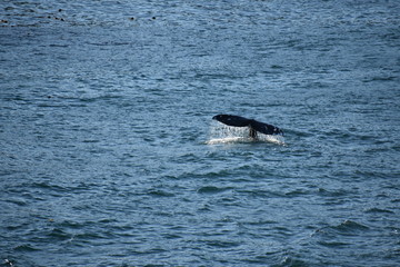 Fototapeta premium Whale Tail in the Ocean
